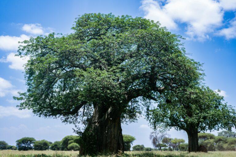 St. Augustine's Upside-Down Fruit Tree